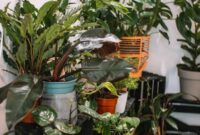 10 Amazing Plants That Can Transform Your Home