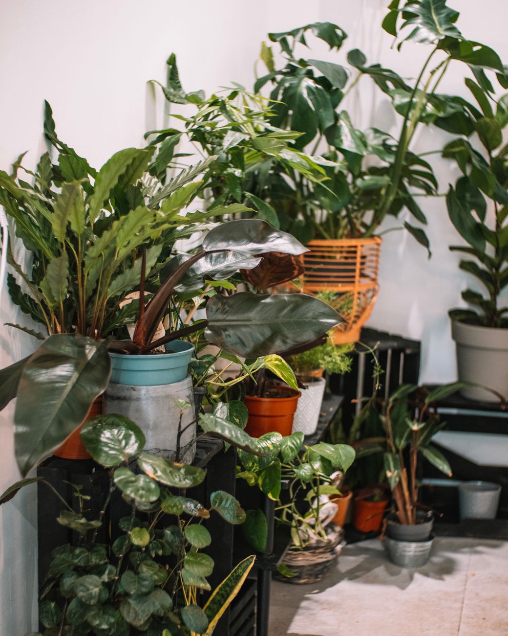 10 Amazing Plants That Can Transform Your Home