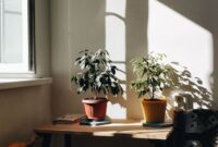 How to Take Care of Plants at Home: A Beginner's Guide