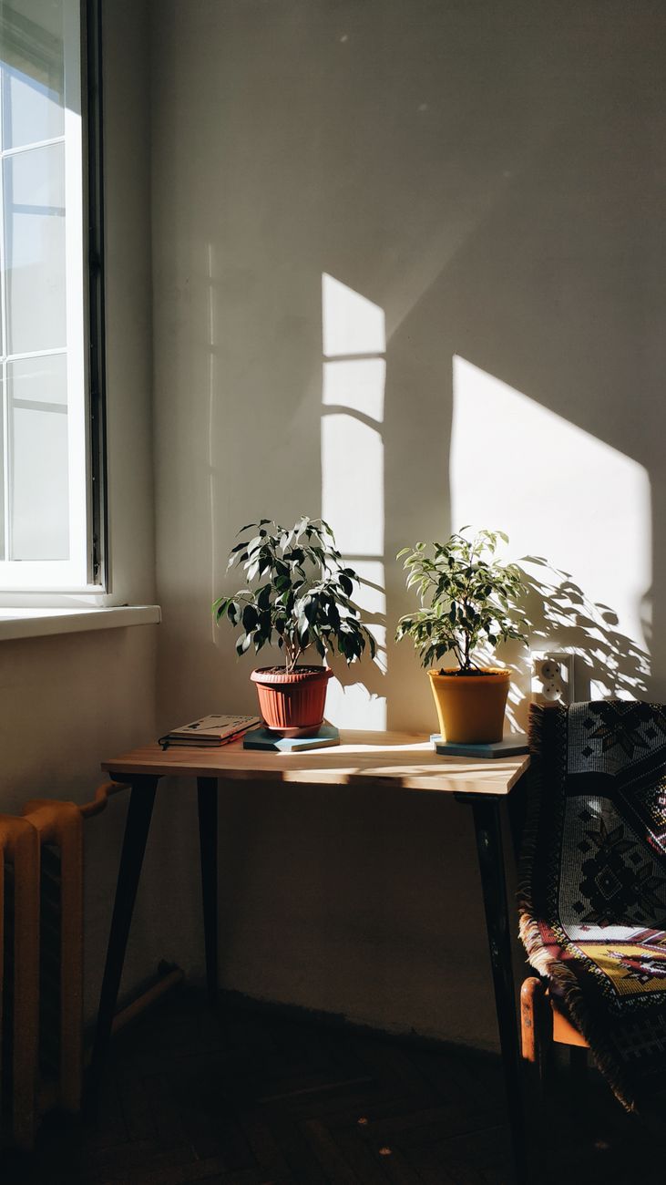 How to Take Care of Plants at Home: A Beginner's Guide