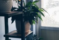 Wie pflegt man Pflanzen richtig? Ein einfacher Ratgeber